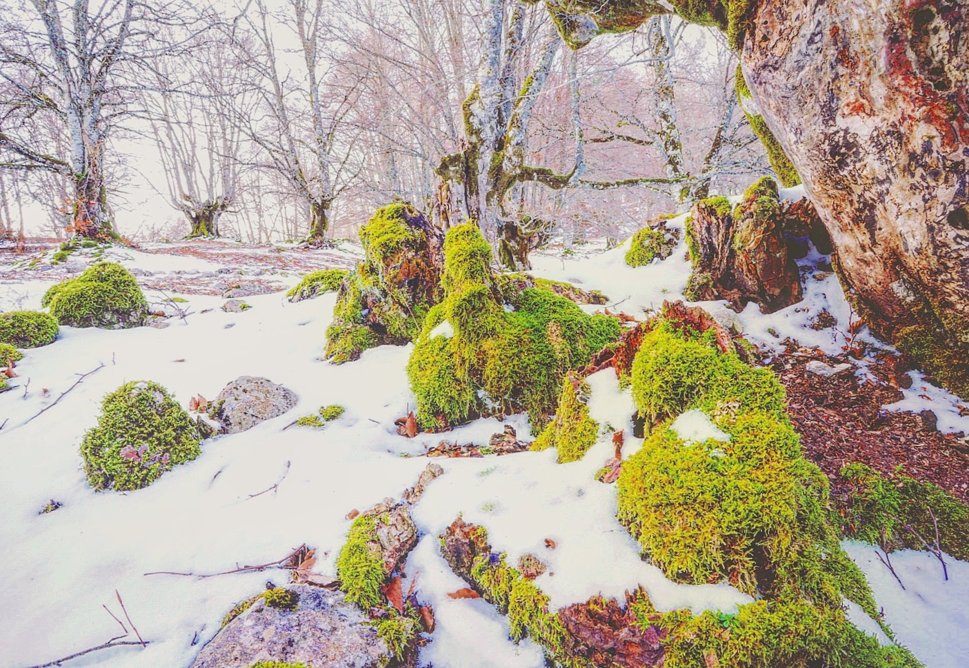 bosco, bosco pescasseroli