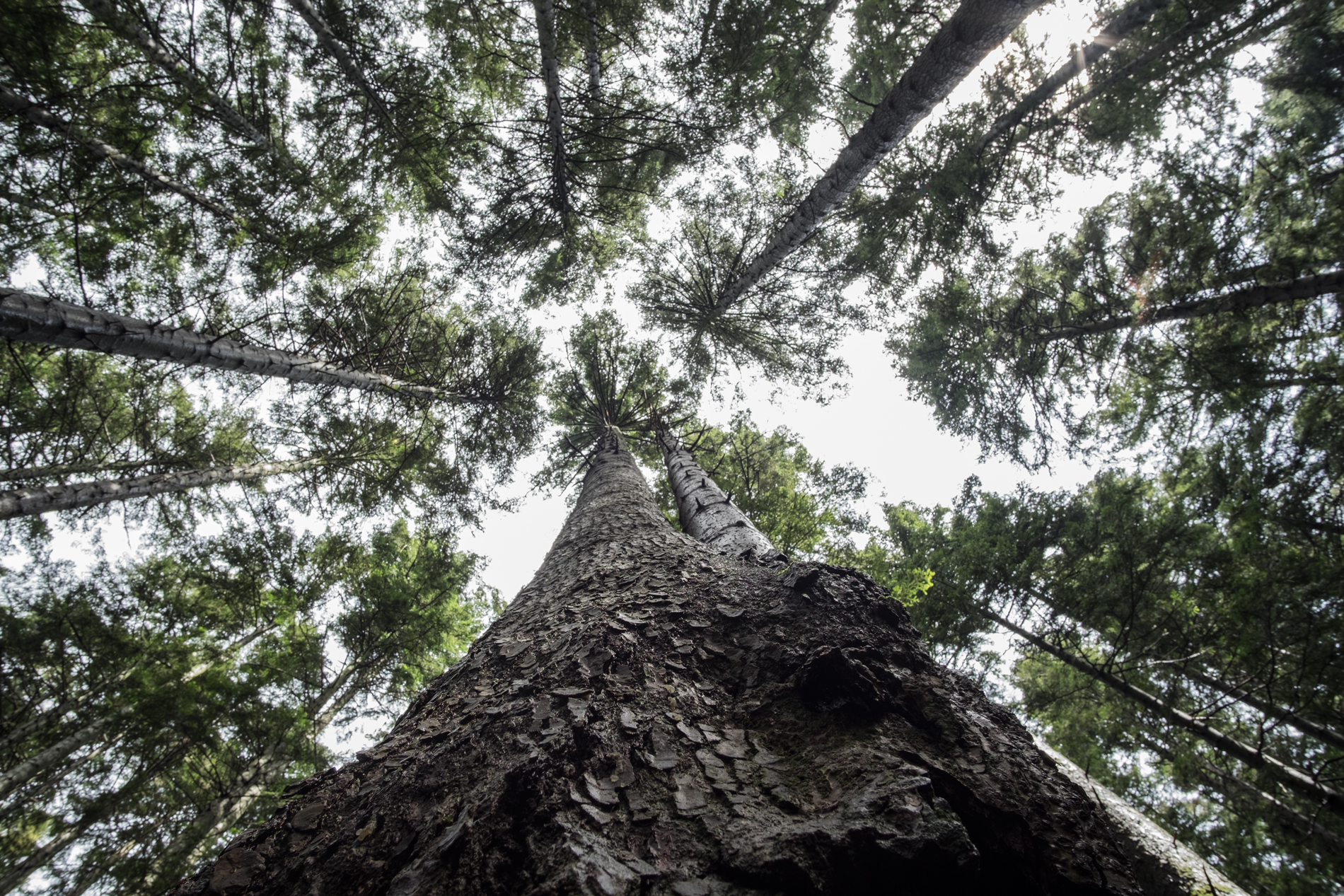 foresta, bosco
